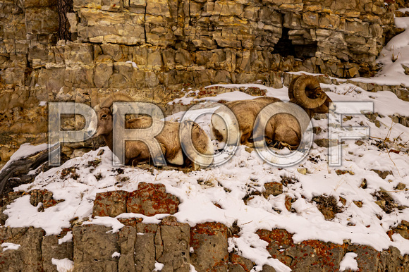 2023-02-25 Yellowstone -6396