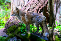 2025-04-14 Northwest Trek-3393